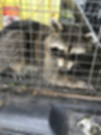 Juvenile Raccoon