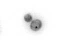 MAX_old_wt_hsp104_04_R3D-1White-1.gif