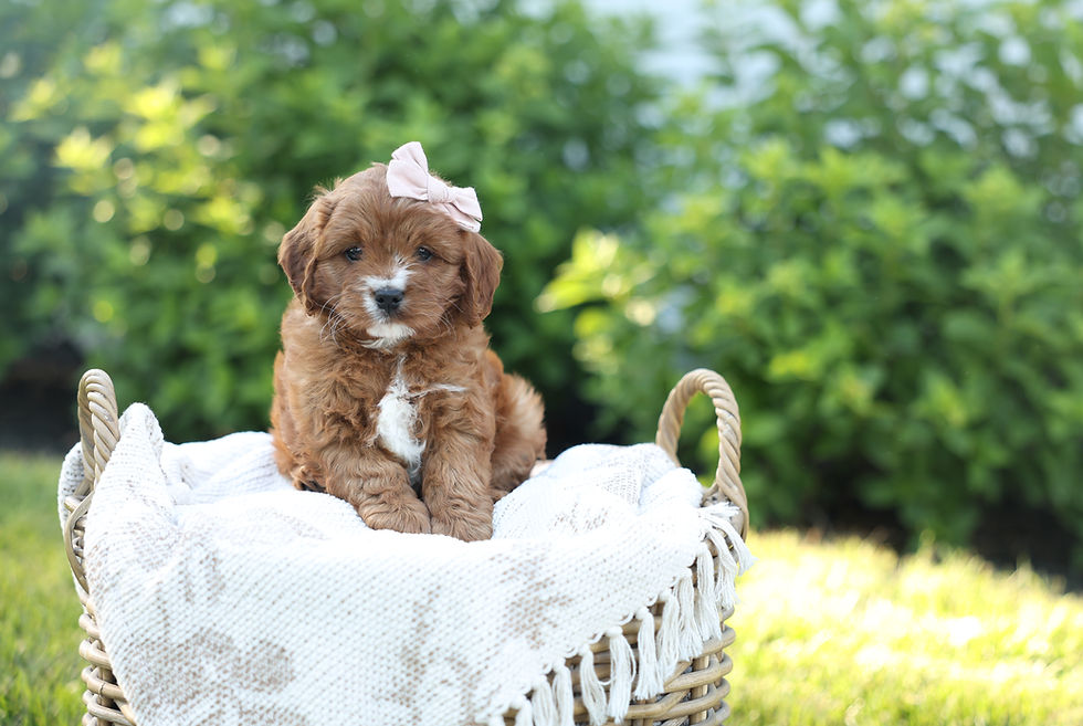 Willow