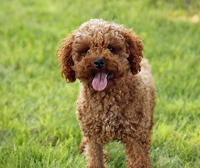 Scout mini poodle.jpg