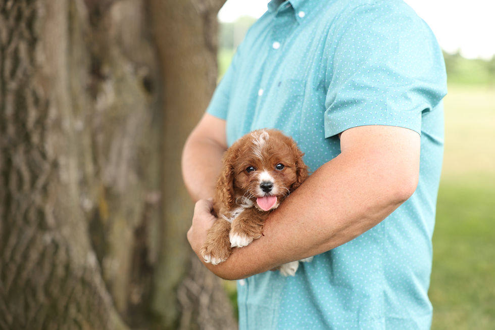 franklin