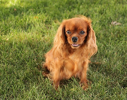 Maggie IMG_1039_edited-1_edited.jpg