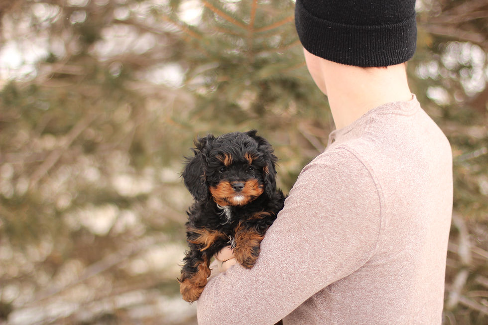Bailey's Cavapoo Puppies | Willow Ridge Puppies