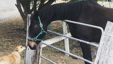 Animal Reiki