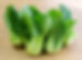 Pak choi.jpg