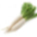 Radish.jpg
