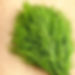 Dill.jpg