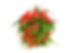 chillies.jpg