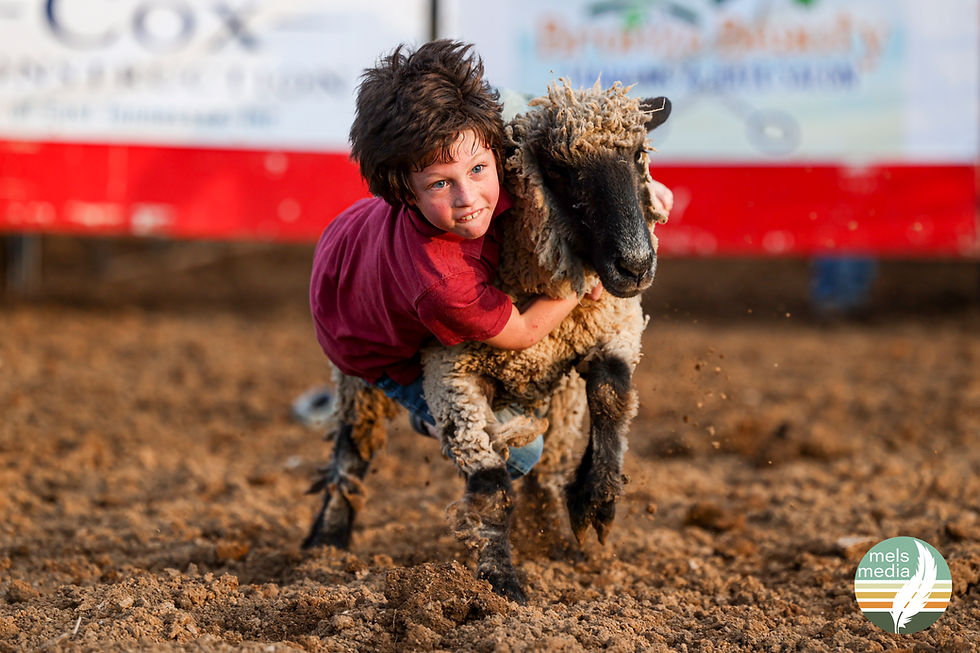 Boy riding a sheep in a rodeo