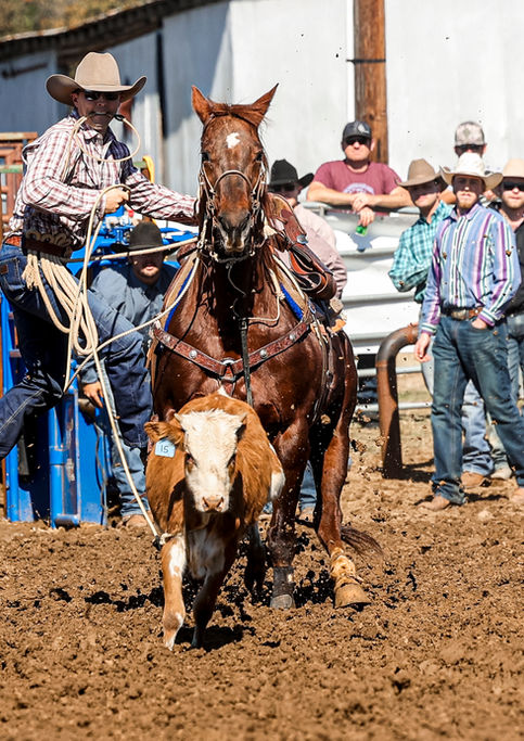 Cowboy on horseback roping a calf at a rodeo event