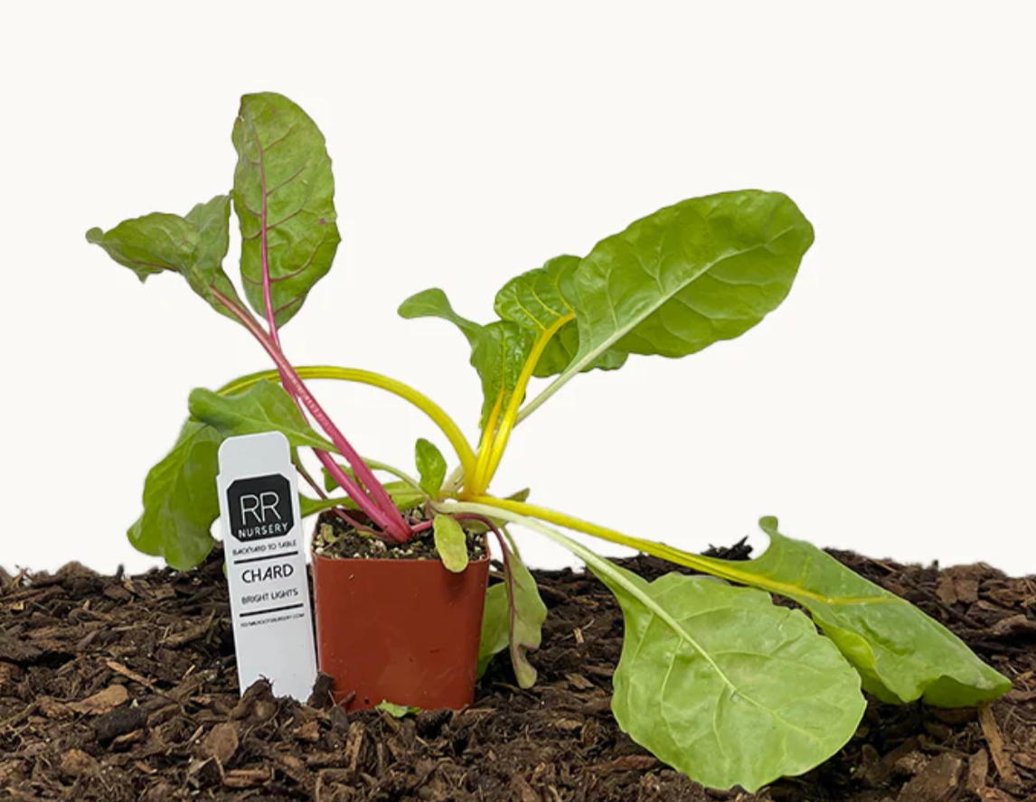 Swiss Chards -pre-order