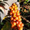 Thumbnail: Sitio Grod Stein - Honey Process