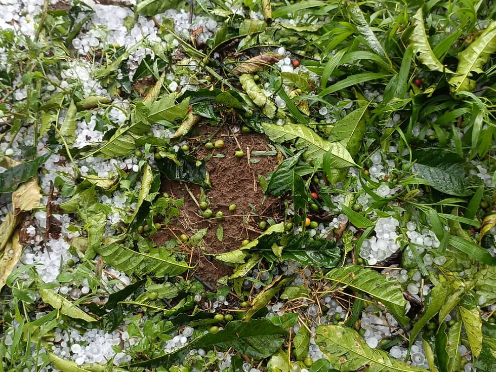 Thumbnail: 'Lion's Roar'  -  Honey Process Robusta