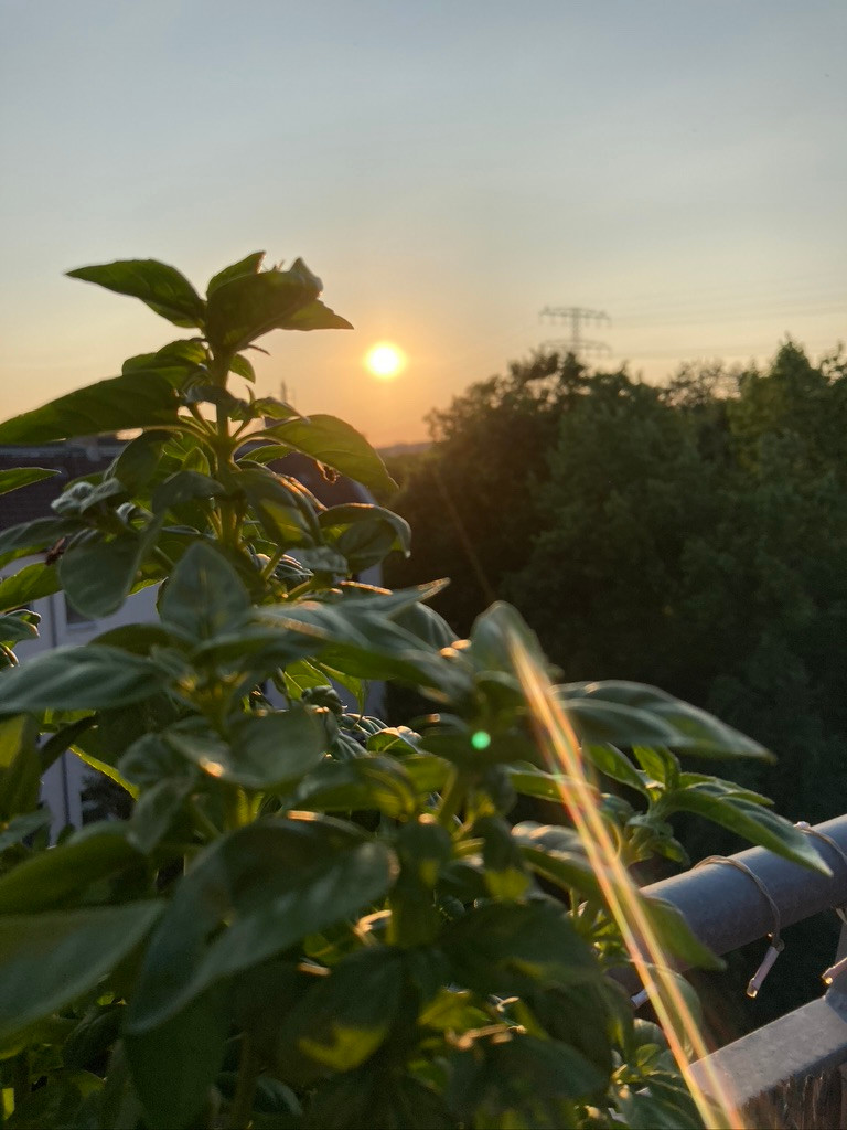Abendsonne, Ruhe, zu sich kommen