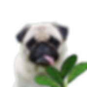 Elinka (1)(8).png