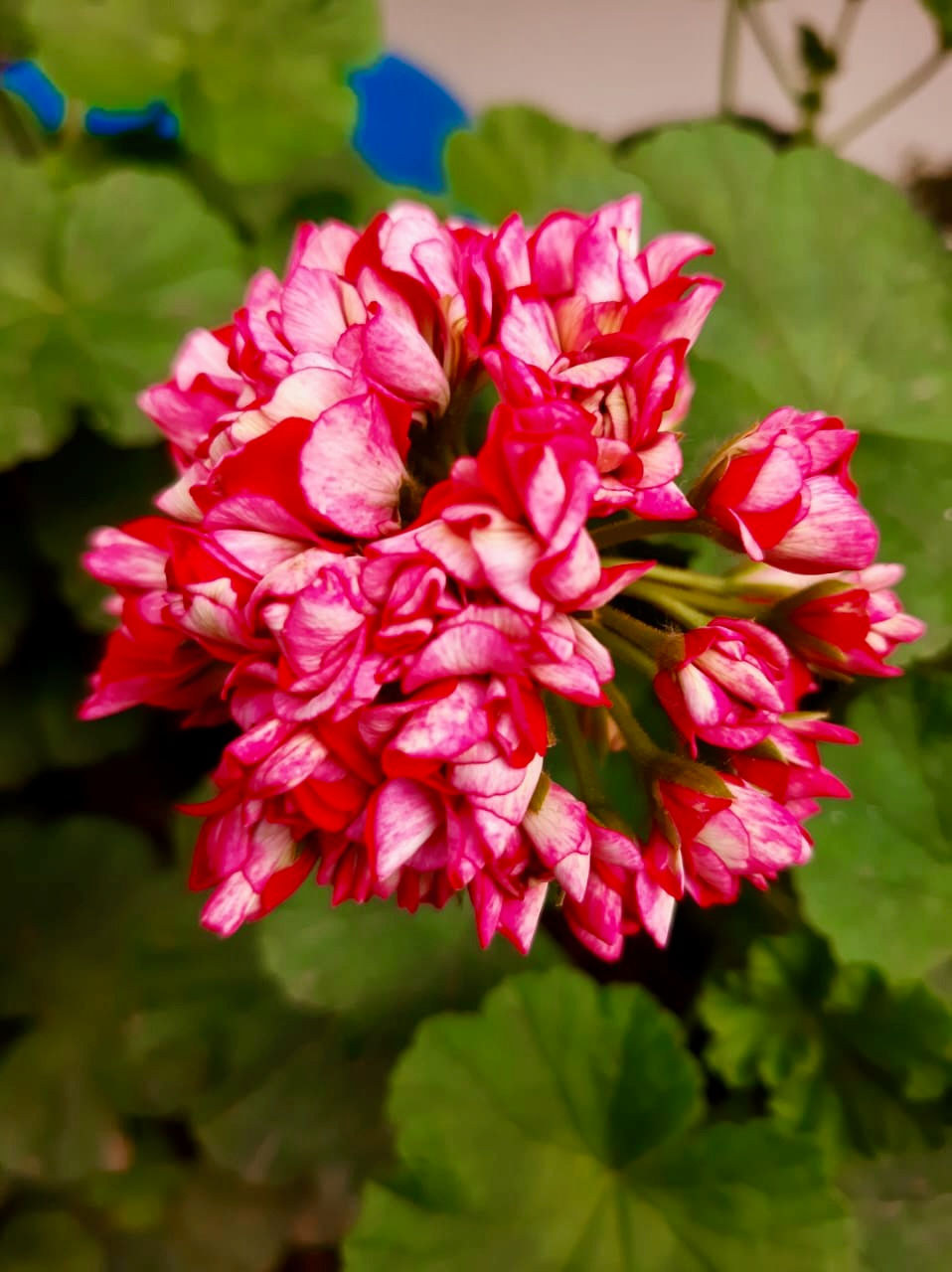 IMG-20191018-WA0059