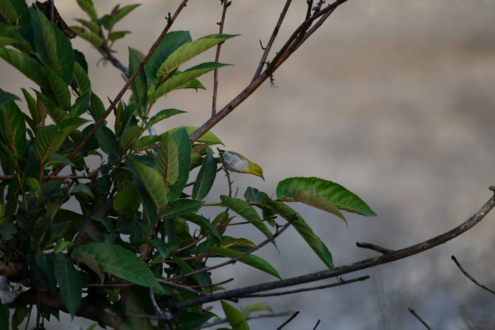 green bird