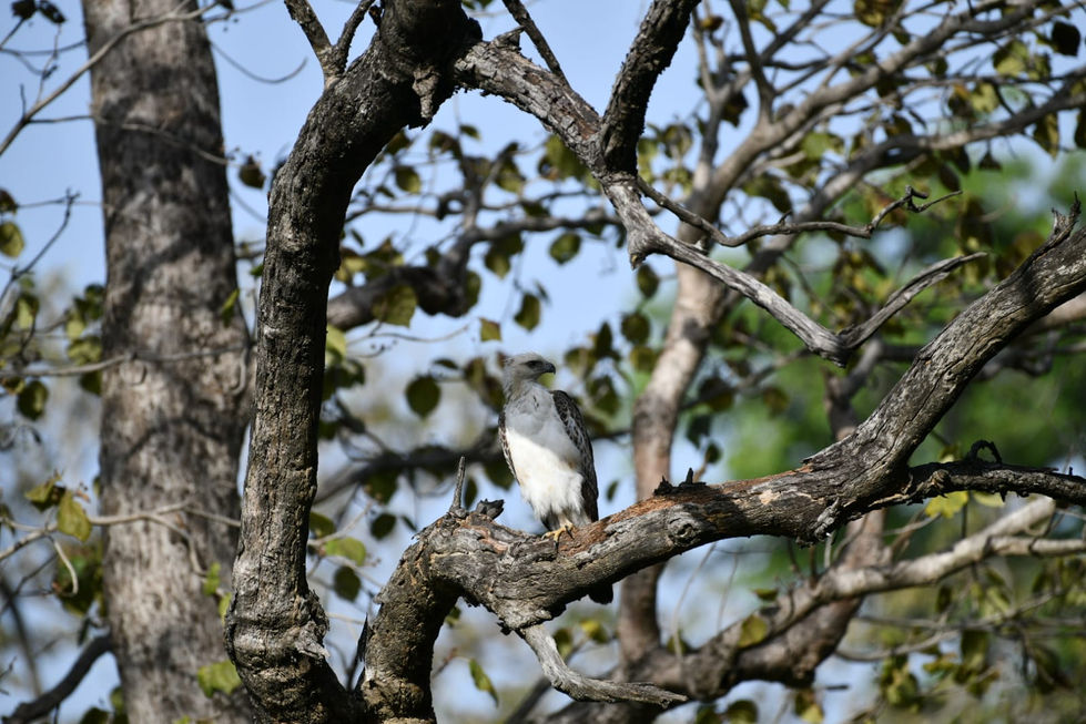bird on tree