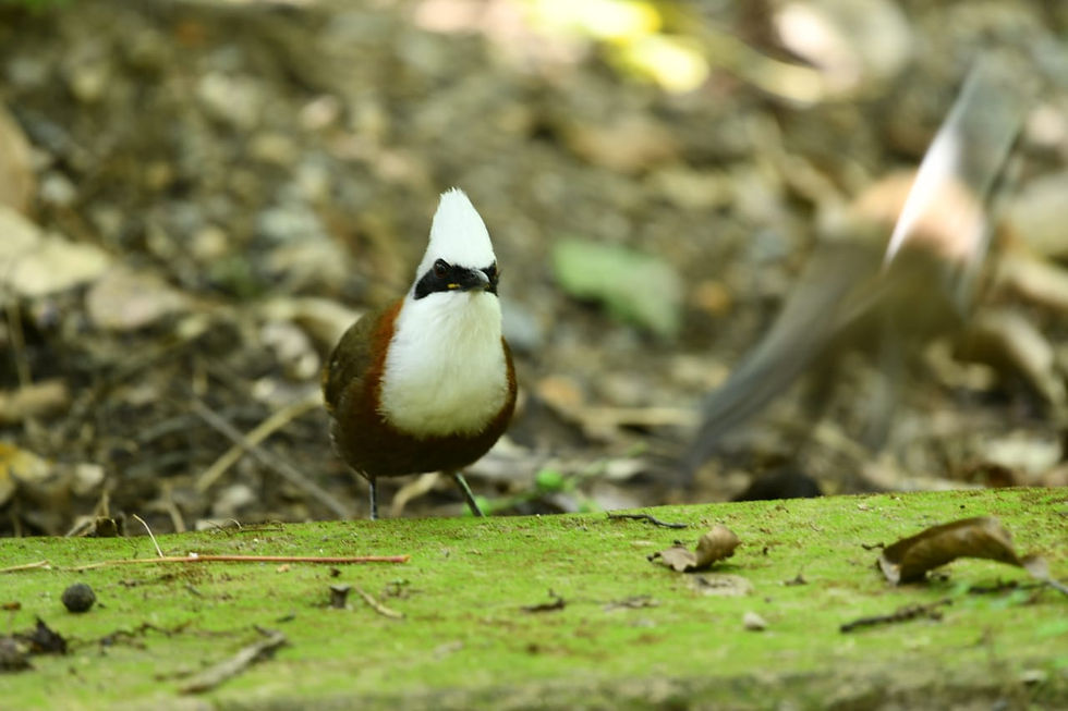 bird1