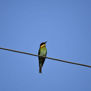 Birds and Wild Life