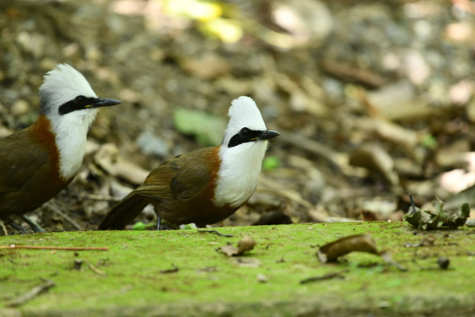 birds
