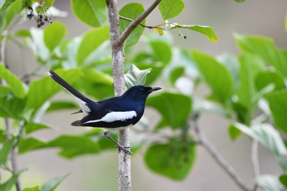 birds in nature