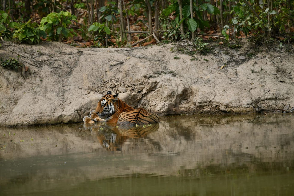 tiger1