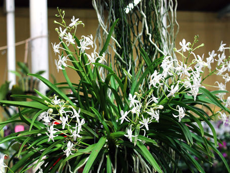 A orquídea do Samurai