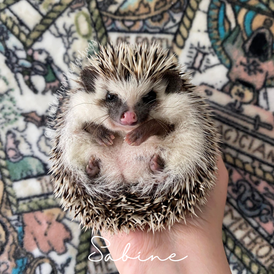 Copy of Copy of Prickled Rose (24).png