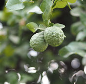 bergamot-4680347_1280.jpg