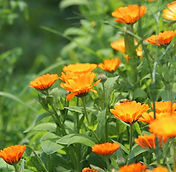 calendula-3422801_1280.jpg