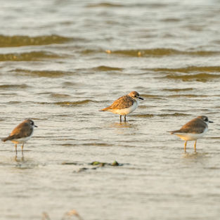 Plovers in Water
