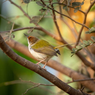 Common Tailor Bird
