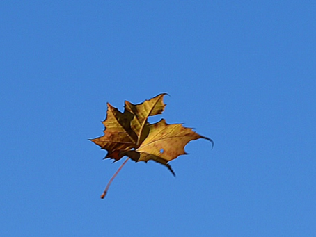 ATELIER DE L'AUTOMNE : LE POUMON, LE GROS INTESTIN ET L'ÉLÉMENT MÉTAL
