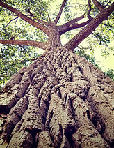 tree.jpeg