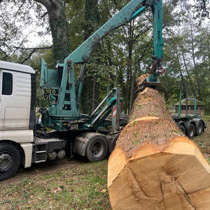 Abattage de bois debout