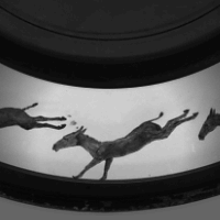 Vue d'un cheval au galop grâce à un zoopraxiscope