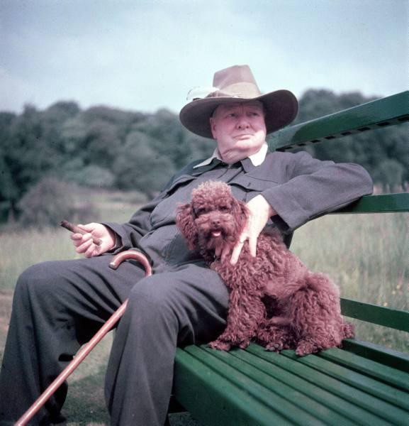 Churchill et son caniche marron