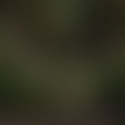 The Thin Red Line: Unexceptionally Solid