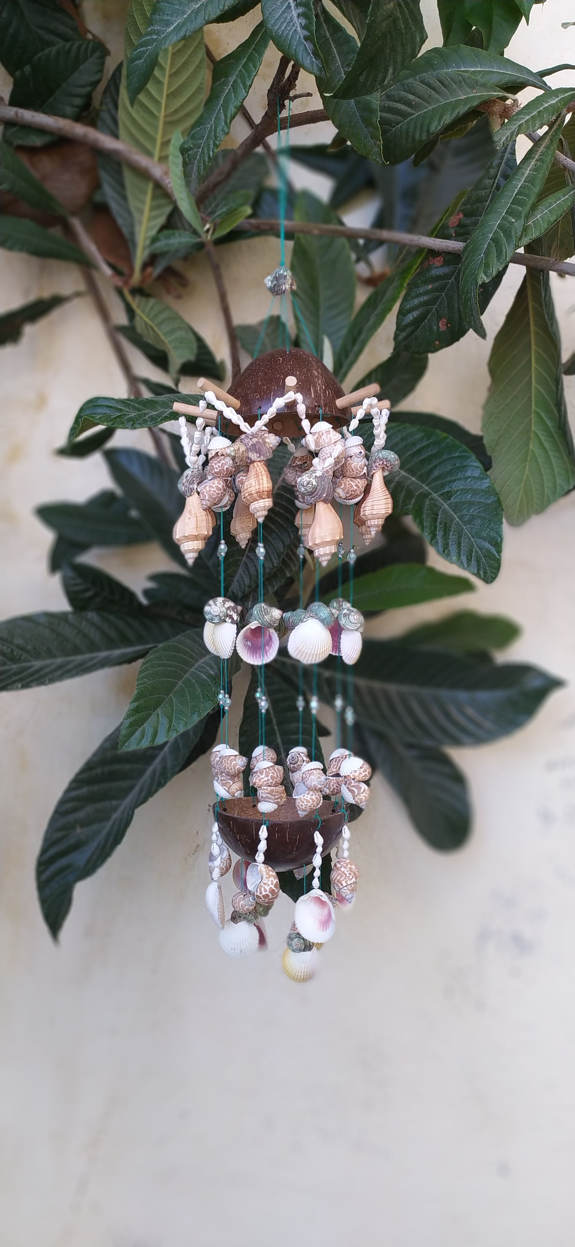 Μελωδός με καρύδα & κοχύλια