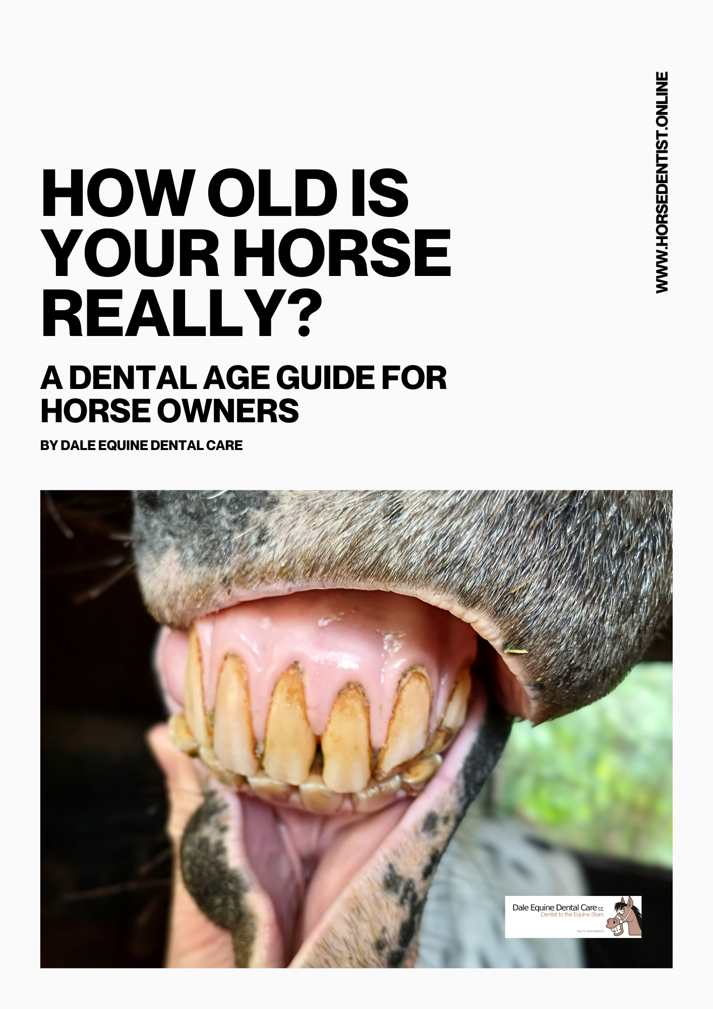 Horse Aging Guide