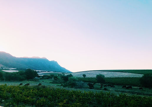 The beauiful Swartland and Breede River Valley of South Africa's Western Cape, Winelands