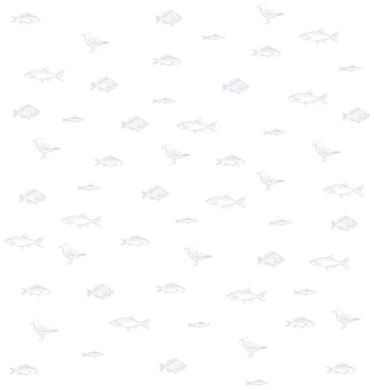 Fish Illustration