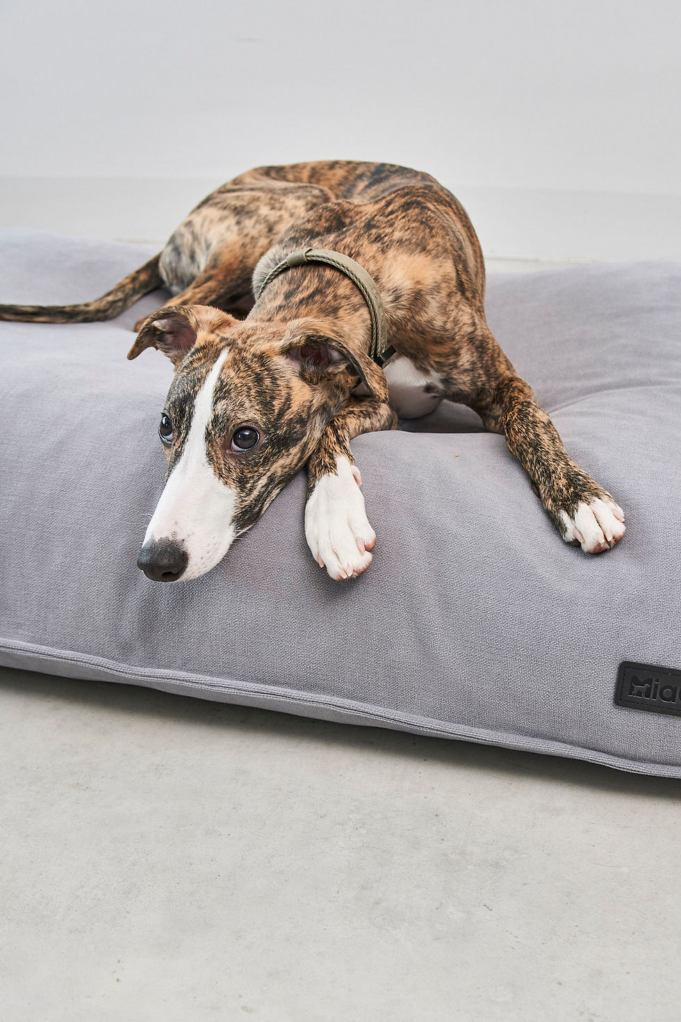 サムネイル： MiaCara / Comodo Cushion Cover