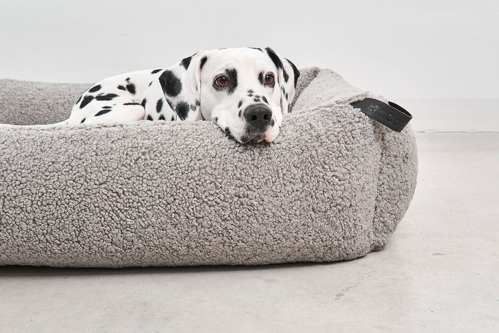 サムネイル： MiaCara / Senso (Dog Bed)