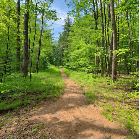 view of woods with off road motorcycle trails.jpg