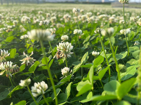 蜜蜂為什麼重要?沒有牠們,人類吃不到這些食物!