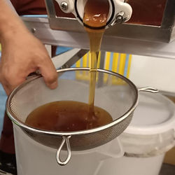 從搖蜜桶倒出蜂蜜