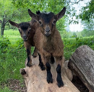 View recent photos (1).jpeg