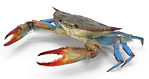 blue-crab-rAoK8Z1-600_edited.jpg